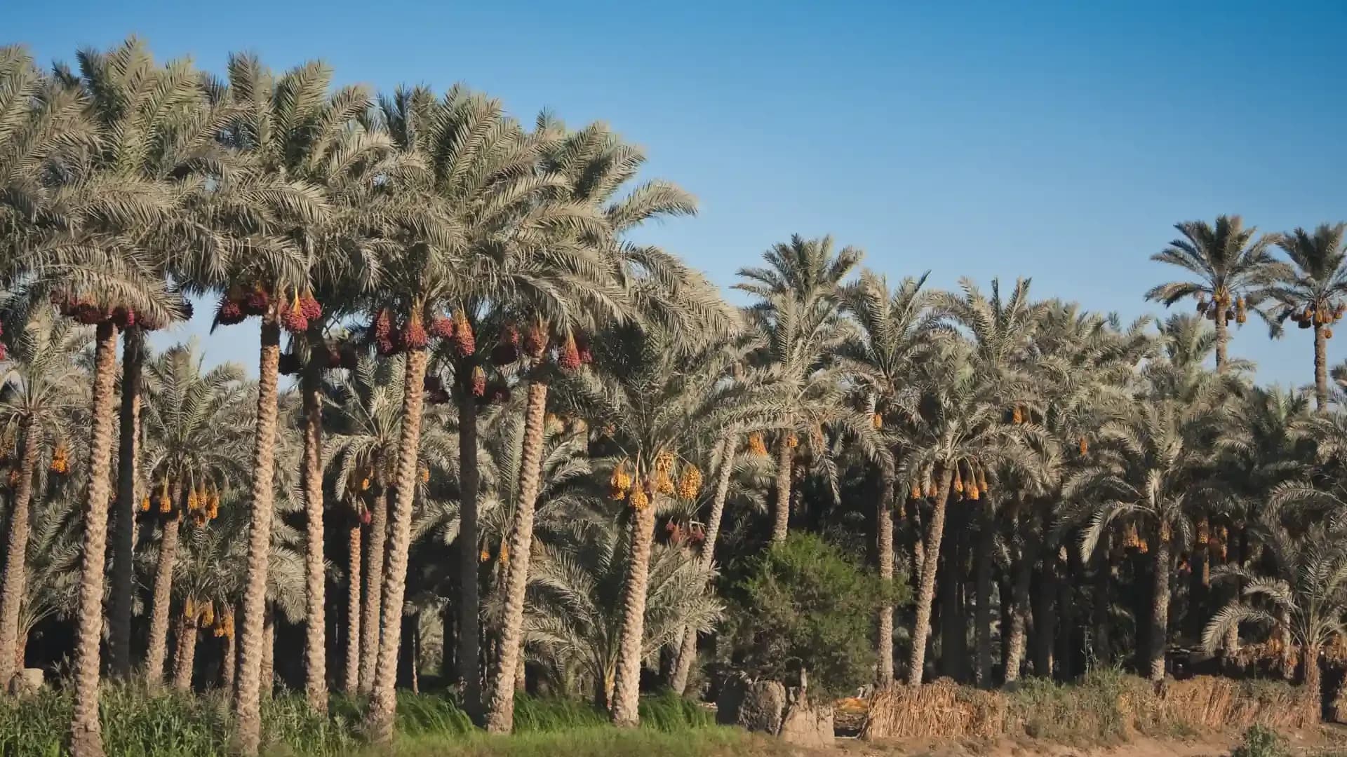 A grove of date palms heavy with ripening dates in Egypt