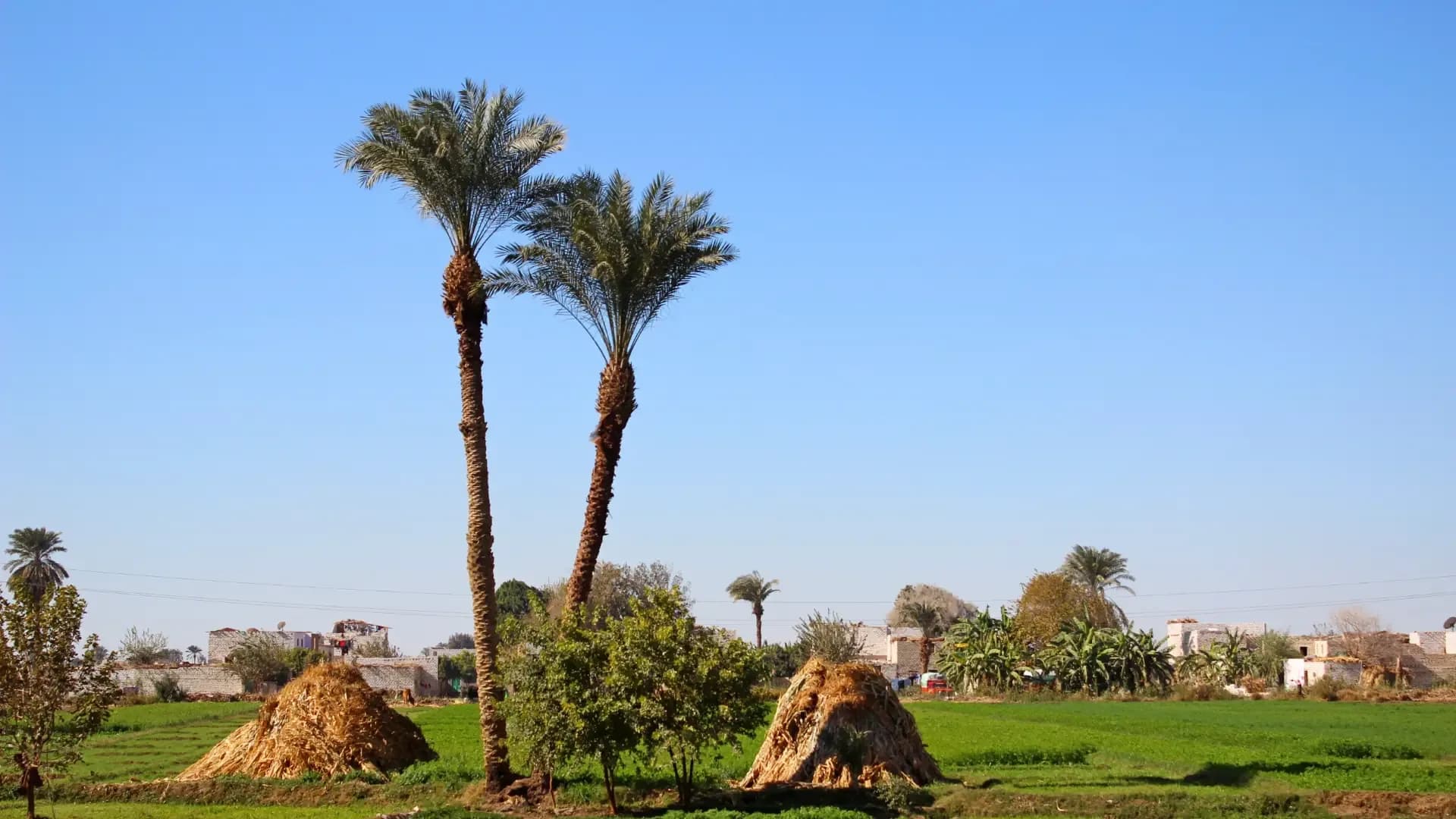 Date palms and haystacks on a green farm in Minya, Upper Egypt