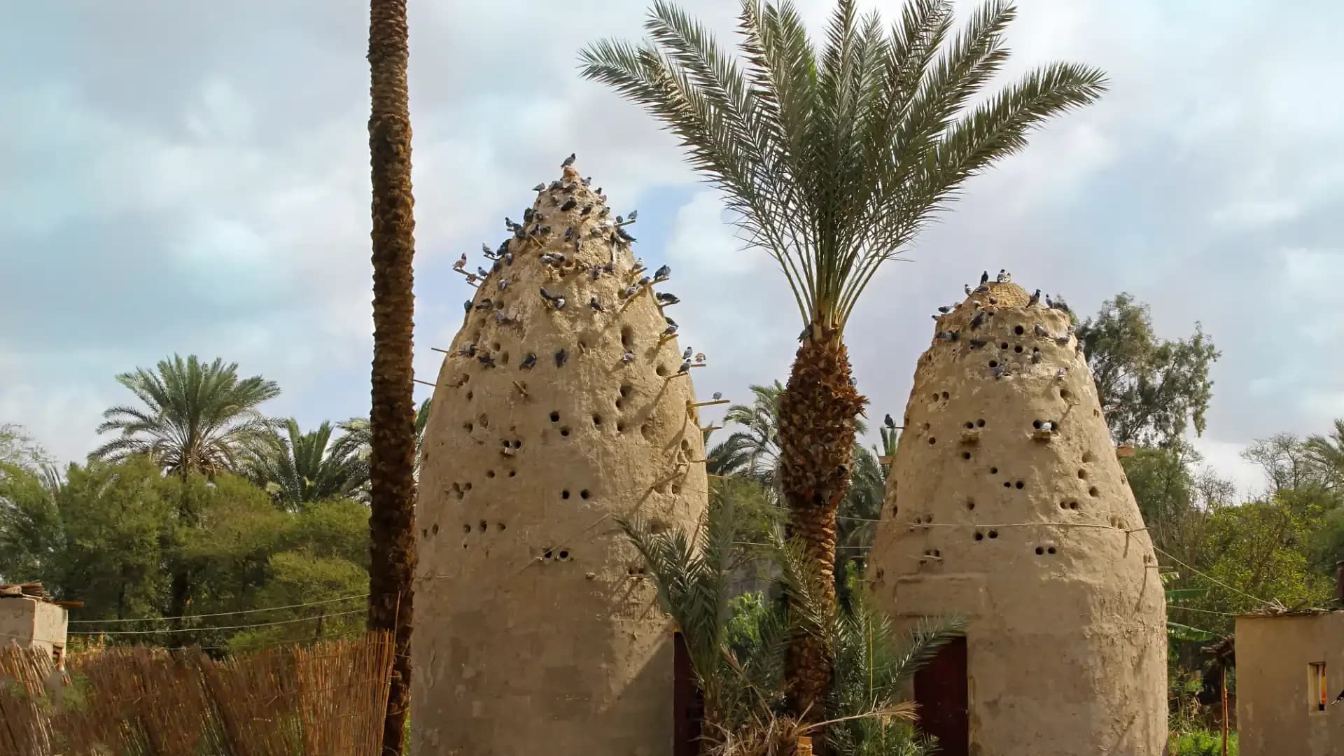 Two traditional mud pigeon towers among date palms in the Egyptian countryside